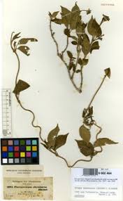 Image result for Marsdenia dregea