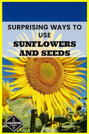5 Uses For Sunflowers You May Not Have Considered Planting Sunflowers Growing Sunflowers Uses Of Sunflower
