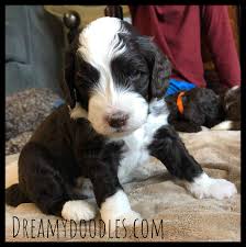 Check spelling or type a new query. Deworming Multiple Dogs Puppies With The 50 Mg Ml Pyrantel Pamoate Dosage Chart For Dogs Puppies Mini Aussiedoodles And Australian Labradoodle Puppies Best Aussiedoodle Breeders In Washington State Portland Oregon