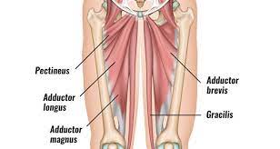 The term groin injury typically refers to a groin strain, in which one or more of the muscles that help squeeze your legs together have been 3 using a dedicated groin wrap in your recovery process. Groin Strain Symptoms Causes Treatment Rehabilitation Exercises