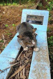 Check spelling or type a new query. Heartbroken Cat Has Spent 1 Year By Her Dead Owner S Grave Bored Panda
