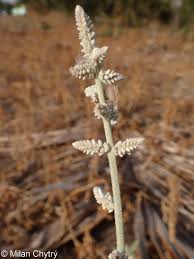 Image result for Aerva