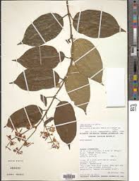 Image result for Oncinotis glabrata