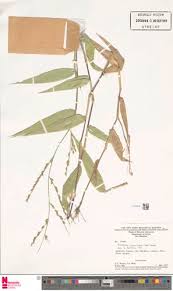 Image result for Acroceras