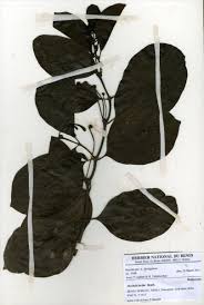 Image result for Morinda lucida