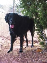 Black And White Great Pyrenees Lab Mix Black Lab St Bernard Mix Dog Pictures Blog St Bernard St Bernard Mix Puppies And Kitties