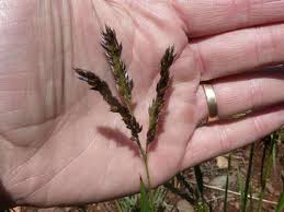 Image result for Alloteropsis