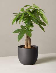 Pin By Small Business Edge On Plant Parent Money Tree Plant Trees To Plant Plants