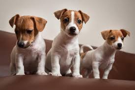 Hanno colli muscolari che degradano verso il torace poco profondo. Jack Russell Curiosita Terrier Carattere Prezzo E I Cuccioli Lifestar It