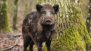 The wild boar has an extremely wide distribution with the number of. African Swine Fever Cases In Germany Climb To 13 Still All In Wild Boars News Dw 18 09 2020