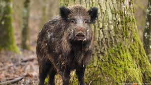 1 description 2 features 3 need zone times 4 shot scheme 5 integrity 6 fur variants 7 trivia and patches taxonomy: Denmark Completes Contentious Fence Along German Border News Dw 02 12 2019