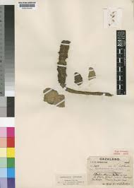 Image result for Coleus caudatus