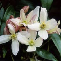 BBC - Gardening: Plant Finder - Clematis