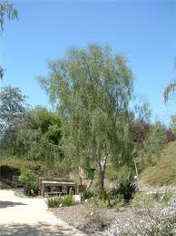 The habitat of the desert ironwood trees is almost an identical match to the boundary of the sonoran desert. Geijera Parviflora Australian Willow Google Search Desert Trees Desert Garden Backyard Trees