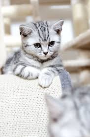 If you experience this type of dream, you should look to your waking life and ascertain whether or not you are being heard. Silver Tabby The Kitty Of My Dreams Kittens Cutest Cats Pretty Cats