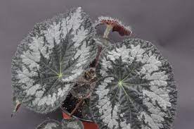 Pin On Garden Begonias Ferns