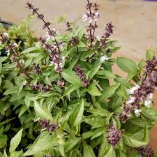 Image result for Ocimum angustifolium