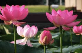 There are no flowers that are considered incomplete flowers. The Lotus Flower In Thailand Learn Thai Style