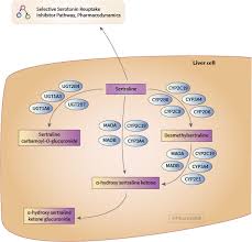 sertraline pathway pharmacokinetics overview