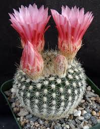 Image result for Malaxis schliebenii