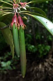 Image result for Bruguiera