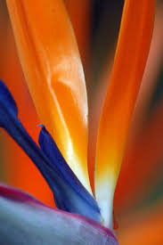 Bird Of Paradise Meaning Flower Pin On Tropical Flowers