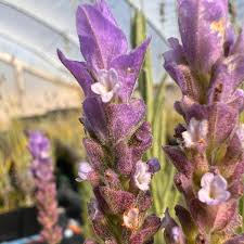Image result for Lavandula dentata