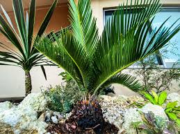 南国風の植栽プラン|神戸市 - 神戸市の外構エクステリアのご相談は株式会社ウエシンへ