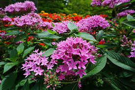 Image result for Pentas longiflora