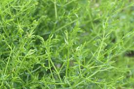 Image result for Felicia filifolia