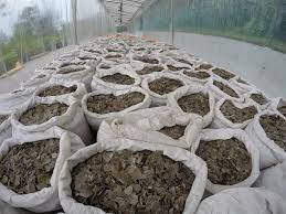 Check spelling or type a new query. Underestimating The Illegal Wildlife Trade A Ton Or A Tonne Of Pangolins Monitor