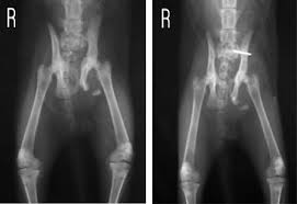 Kedilerde Pelvis Ve Kalca Ekleminin Travmatik Lezyonlarinin Klinik Ve Radyolojik Degerlendirilmesi Semantic Scholar
