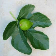 Résultat de recherche d'images pour "brunswick fig leaf and fruit"