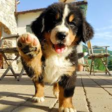 Mini Me Bernese Mountain Dog Bernesemountaindog Sevimli Kopekler Cok Sirin Hayvanlar Sevimli Kopek Yavrulari