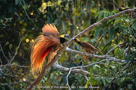 Raggiana Bird Of Paradise Papua New Guinea Raggiana Bird Of Paradise Paradisaea Raggiana Google Zoeken Paradise Vogels