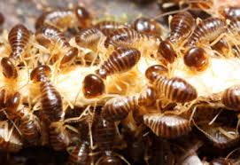 It is located west of austin, the state capital. Action Pest Services