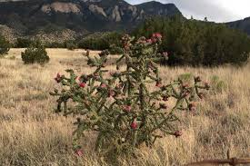 Image result for Opuntia imbricata