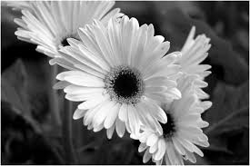 Beautiful darkness black and white flower wallpaper. Flower Black And White Quotes Quotesgram