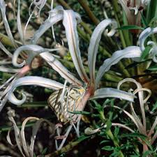 Image result for Nerine gaberonensis