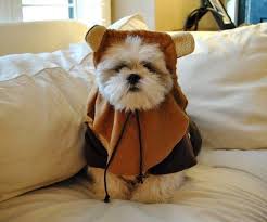 19 Dogs Dressed As Your Favorite Star Wars Characters Cute Dog Costumes Star Wars Characters Star Wars Costumes
