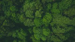 Free uk delivery on eligible orders! Trees Treetops Top View Forest Green Picture Photo Desktop Wallpaper