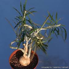 Image result for Euphorbia eylesii