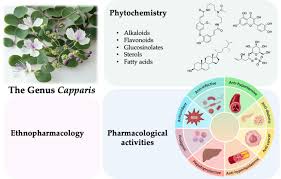 Image result for Capparaceae