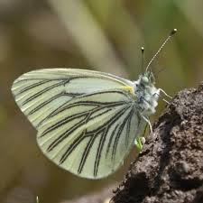 Image result for Mohria marginalis