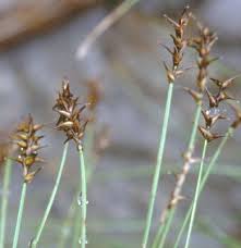 List of cyperaceae preview of cyperaceae plants. Gastein Im Bild Archiv Pflanzen Carex Davalliana