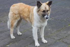 The flint animal cancer center recommends watching for the following signs of illness: Surgical Tumor Removal In Dogs Conditions Treated Procedure Efficacy Recovery Cost Considerations Prevention