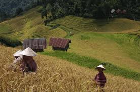 17+ gambar pemandangan alam pedesaan asli. Kumpulan Puisi Tentang Alam Pedesaan Yang Indah Dan Permai
