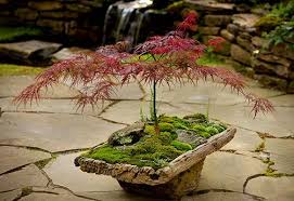 Red japanese maple, acer (palmatum atropurpureum) 20 pack tree seeds bonsai. Apanese Red Maple Bonsai Moss And Stone Gardens Japanese Garden Japanese Garden Design Bonsai Garden