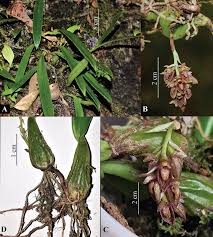 Image result for Bulbophyllum sp. nov