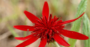 Image result for Gnidia chrysantha